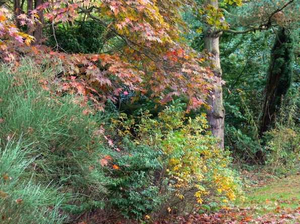 Bois des moutiers fall 2012 (9)